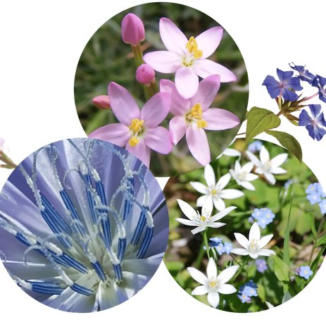 Les fleurs de Bach d'Herbiolys